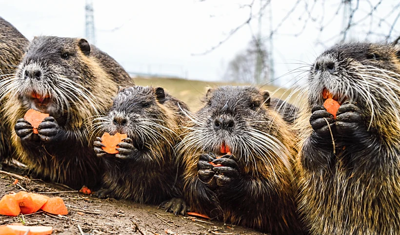 Family,nutria,eating