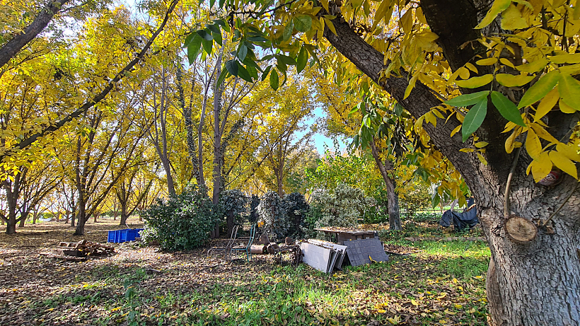 בלב מטע פקאנים - בית קפה פרישטיק