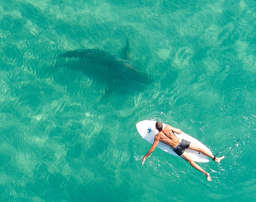 כרישים בפארק נחל חדרה