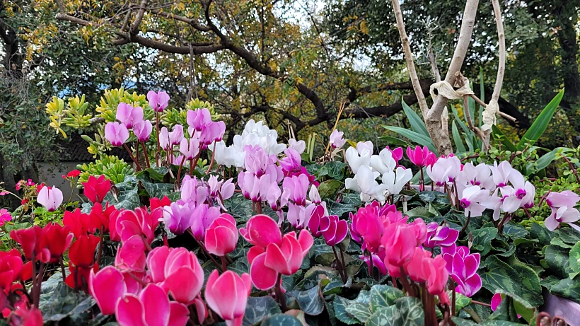 רקפות באמירים