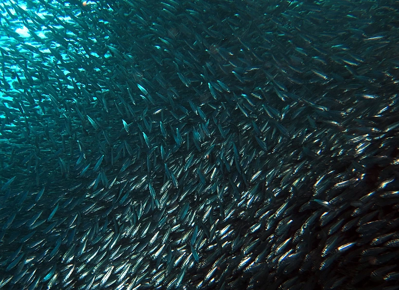 להקת סרדינים