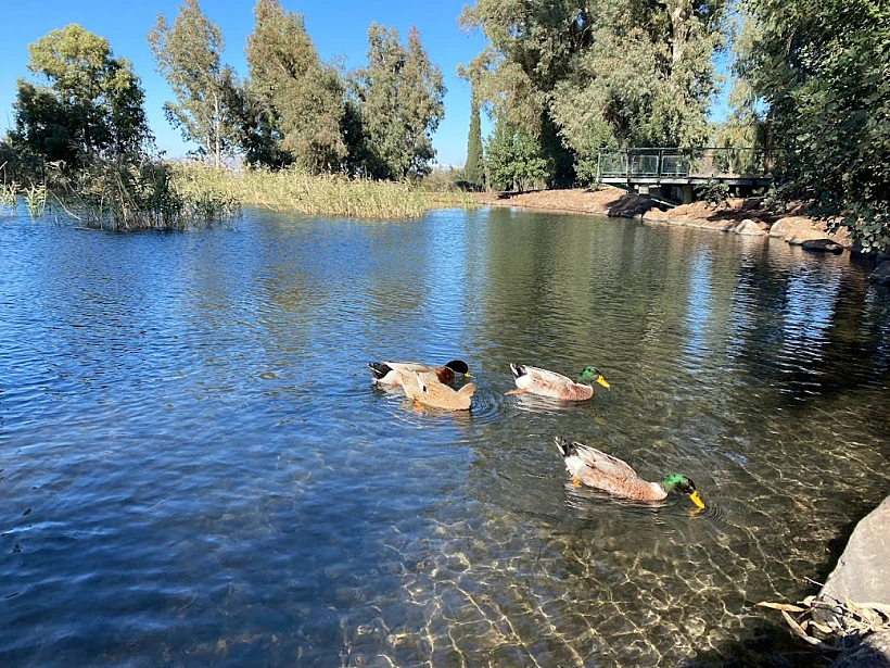 האגם הנעלם בכפר סאלד