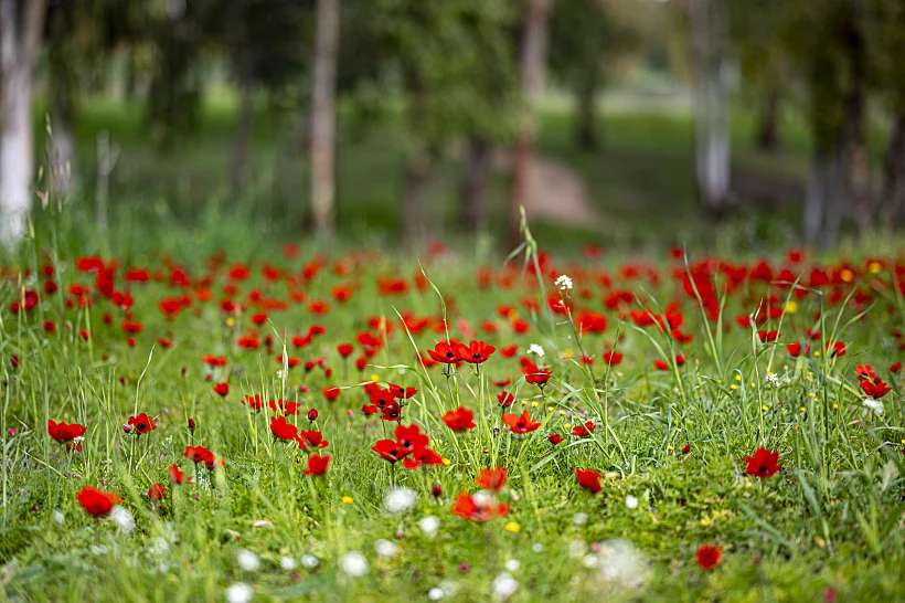 כלניות דרום אדום 2023