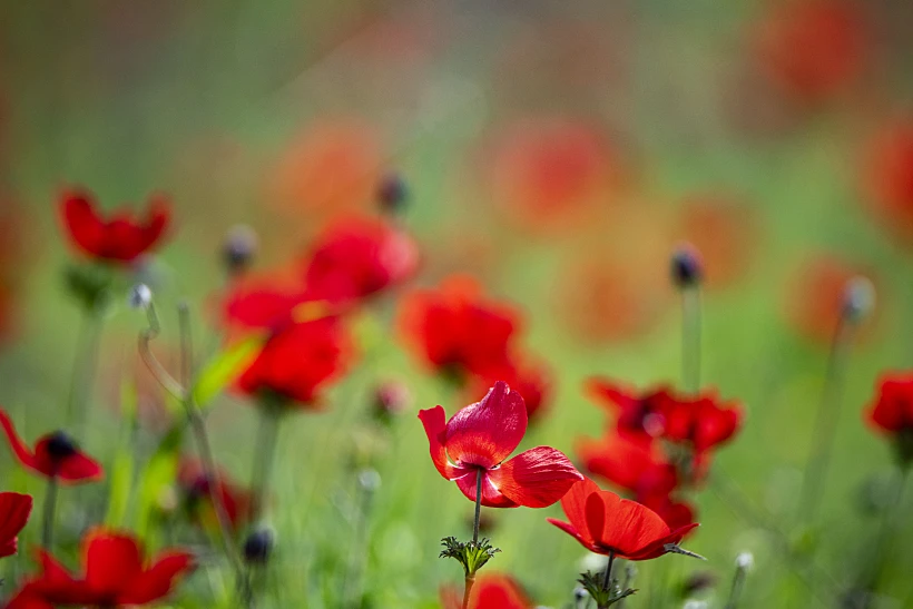 דרום אדום 2023