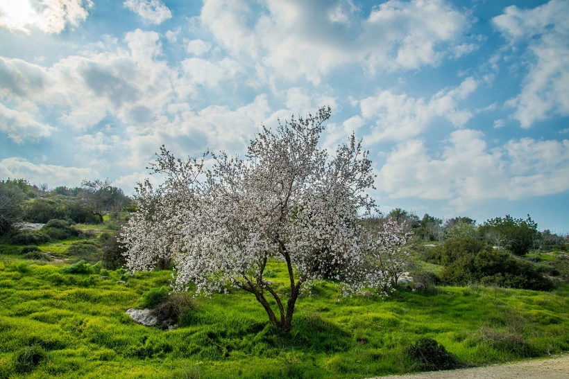 שקד