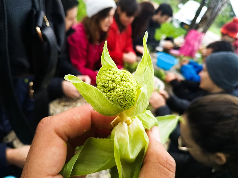 הצמחים של החורף