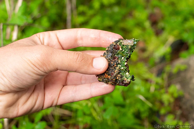 סיור ליקוט אופק רון כרמל