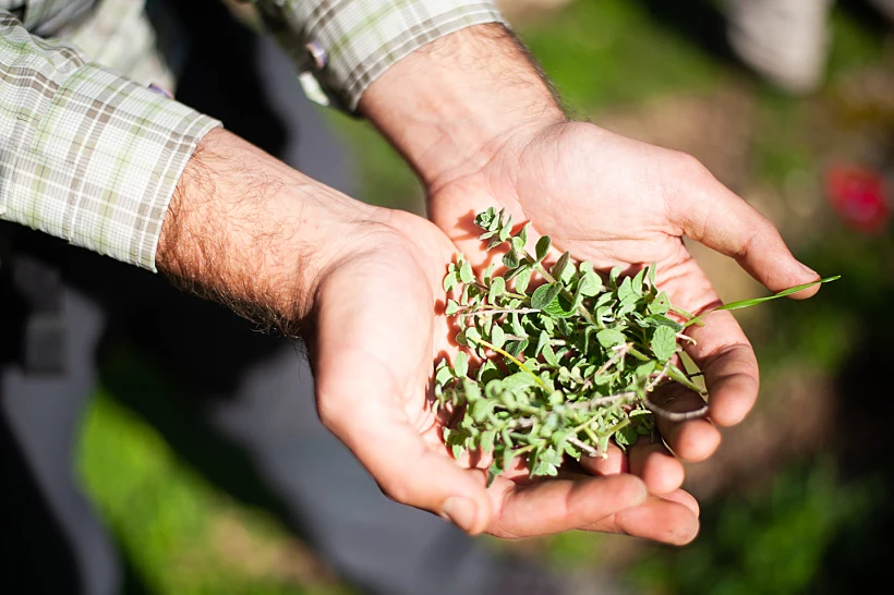 סיורי ליקוט