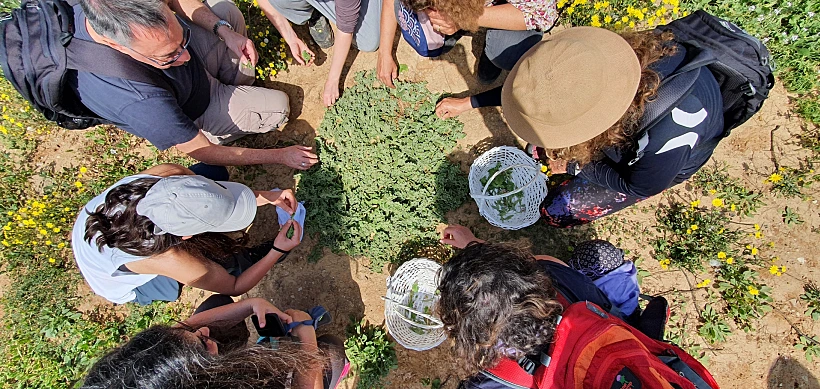 סדנת ליקוט קולינרית