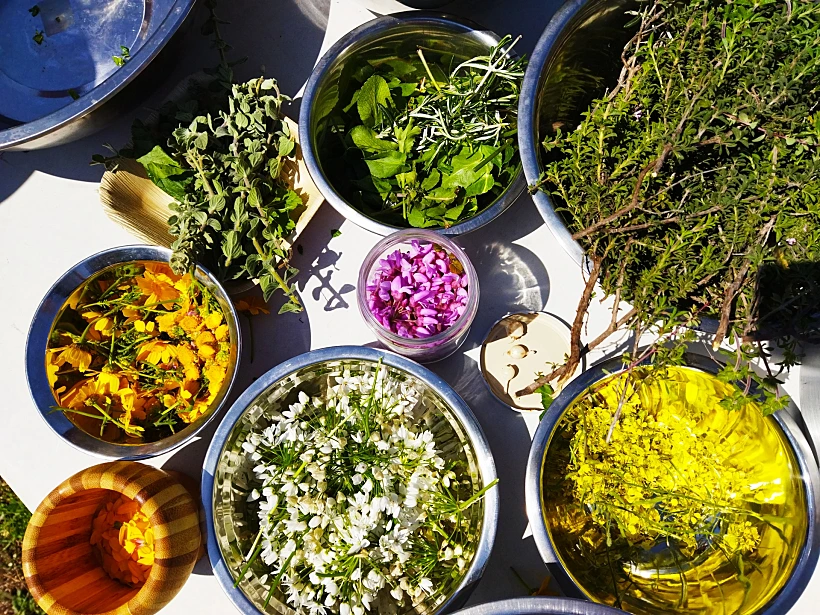 סיור ליקוט אופק רון כרמל