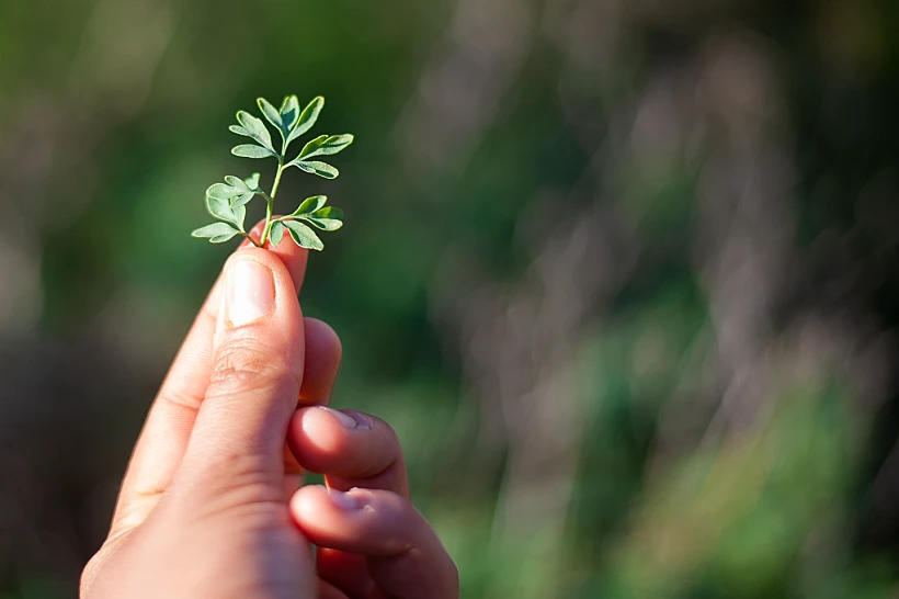 סיור ליקוט אופק רון כרמל