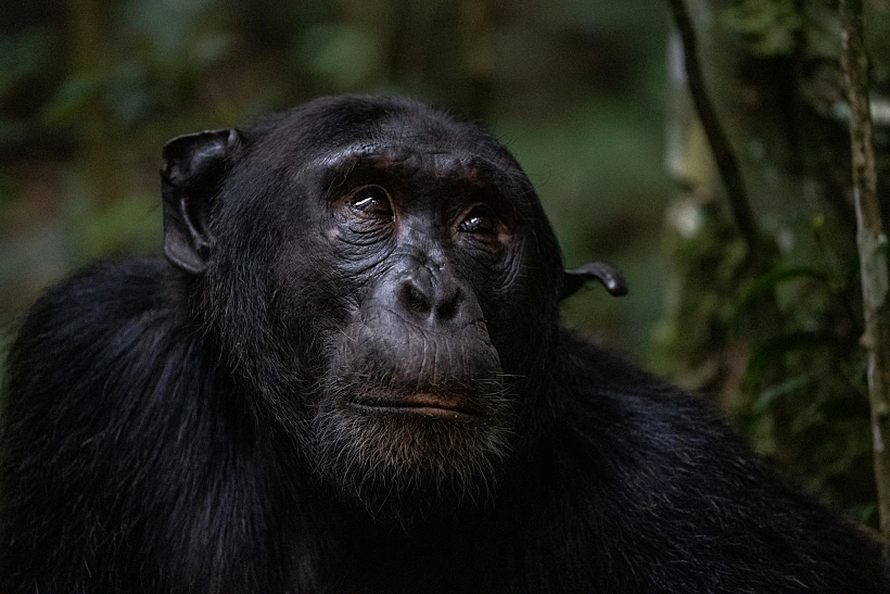 גורילות באוגנדה
