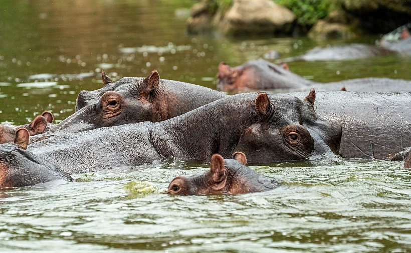 היפופוטמים באוגנדה