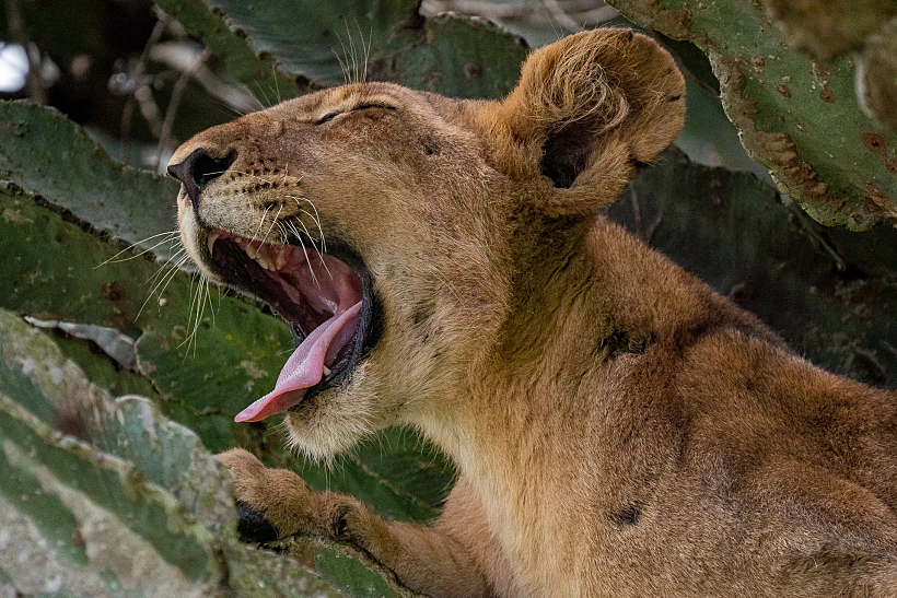 לביאה באוגנדה