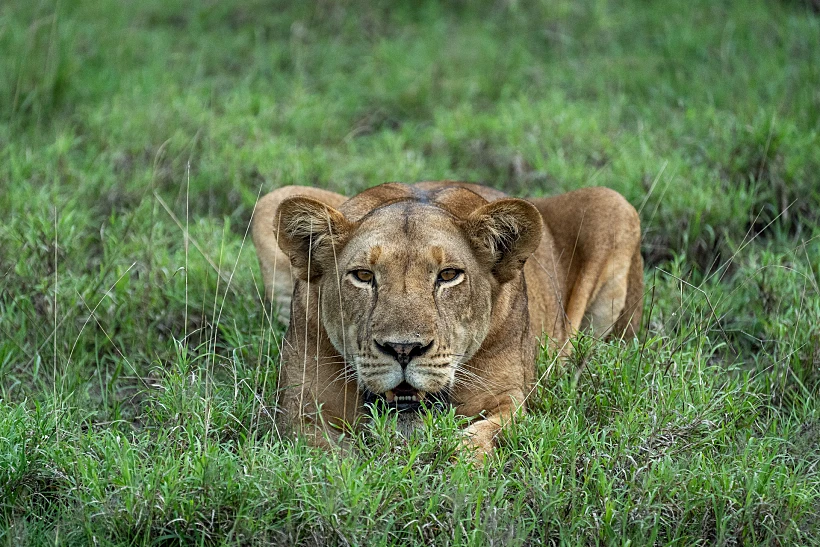 לביאה באוגנדה
