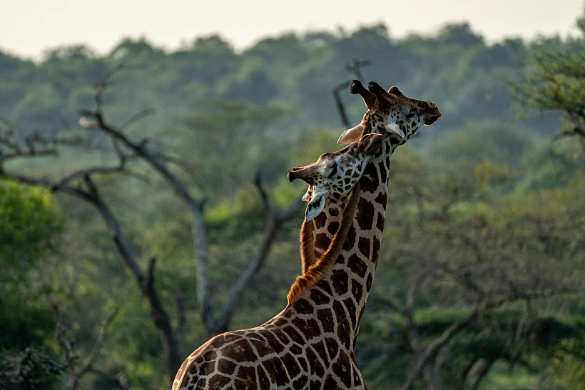 ג'ירפות באוגנדה