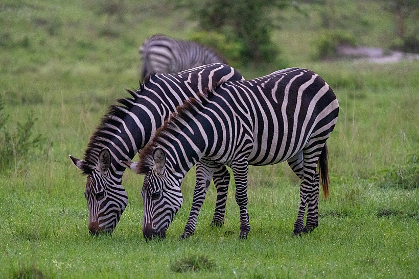 זברות באוגנדה