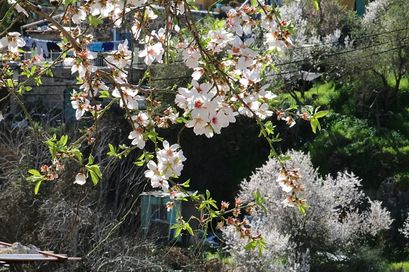 סיור שקדיות בעין כרם