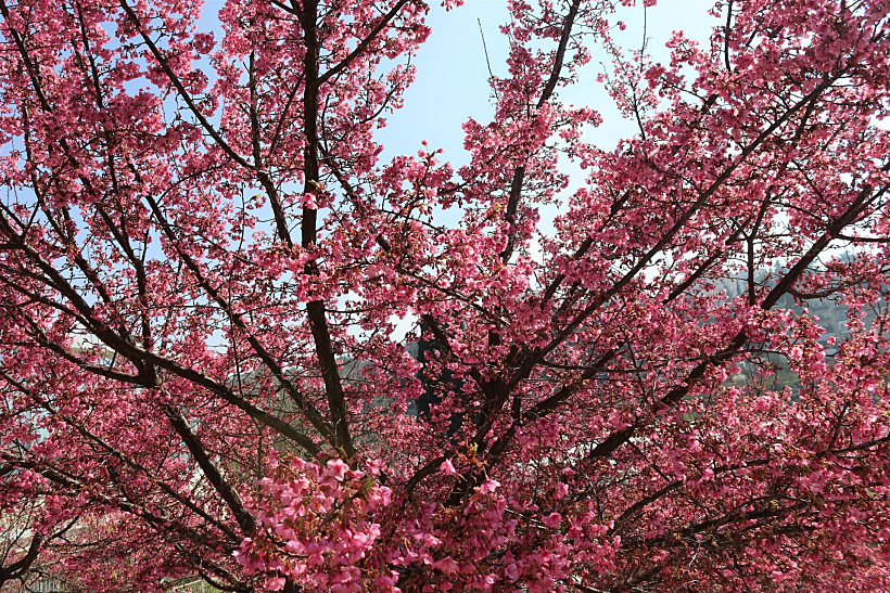 חגיגות הסאקורה בגן הבוטני