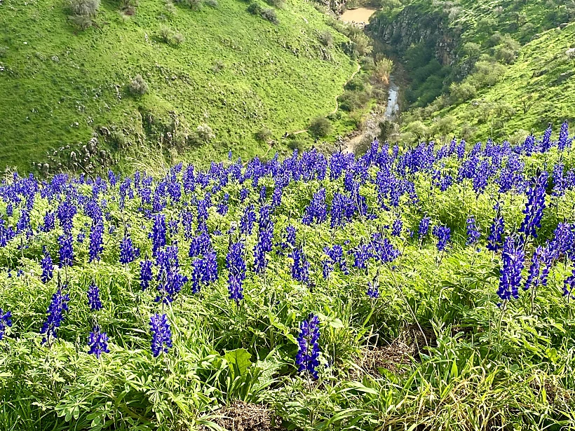 נחל תבור תורמוסים