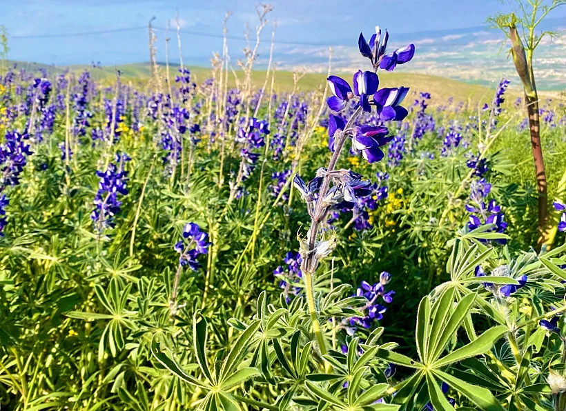 מצפה אריק - חמדת