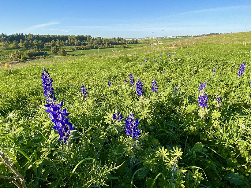 תורמוסים במצפה נילי