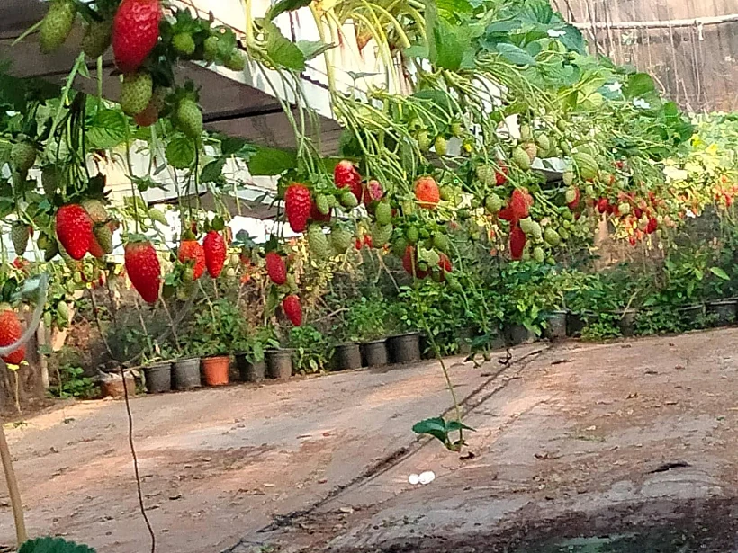 קטיף תותים, צור יגאל