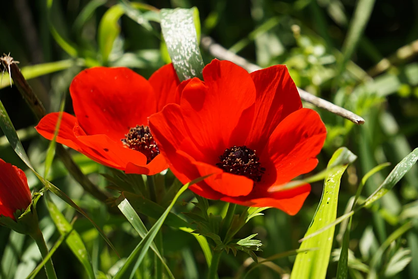 כלנית אדומה