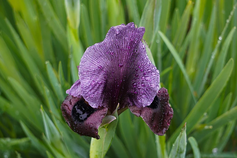אירוס הגלבוע