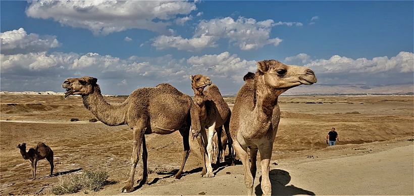 צעדת ראשוני ים המלח