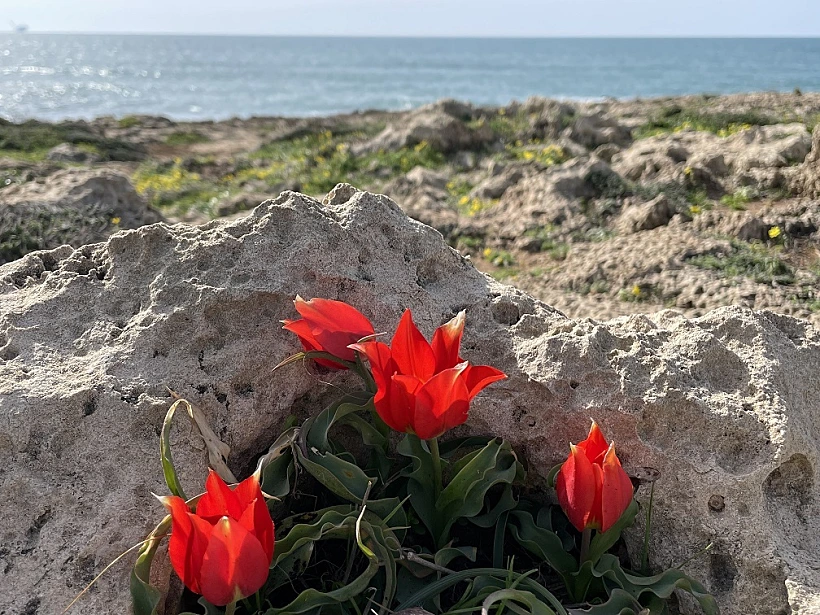 צבעוני בחוף דור
