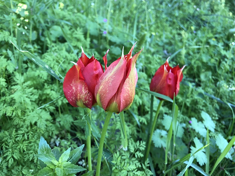 צבעוני סגור בשמורת אירוס נצרתי