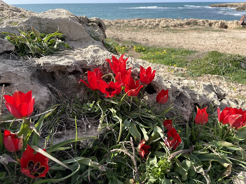 צבעוני ההרים בשמורת דור הבונים