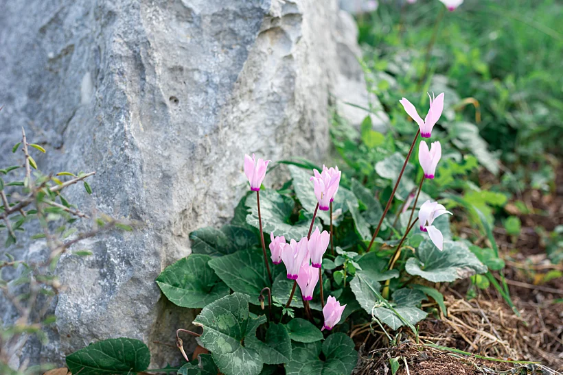 סיור איזי ריידר בין שבילי היער