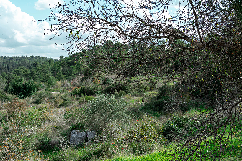 סיור איזי ריידר בין שבילי היער