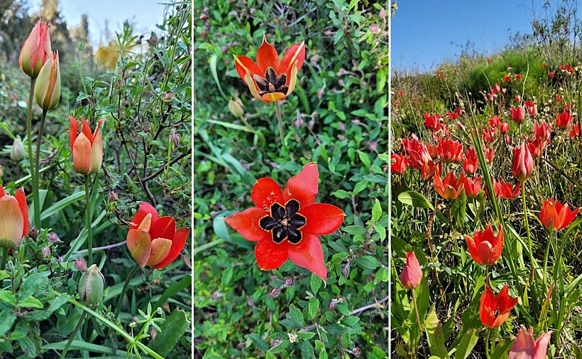 שמורת הצבעונים בחדרה