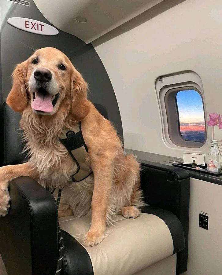 כלבי החילוץ במחלקה הראשונה