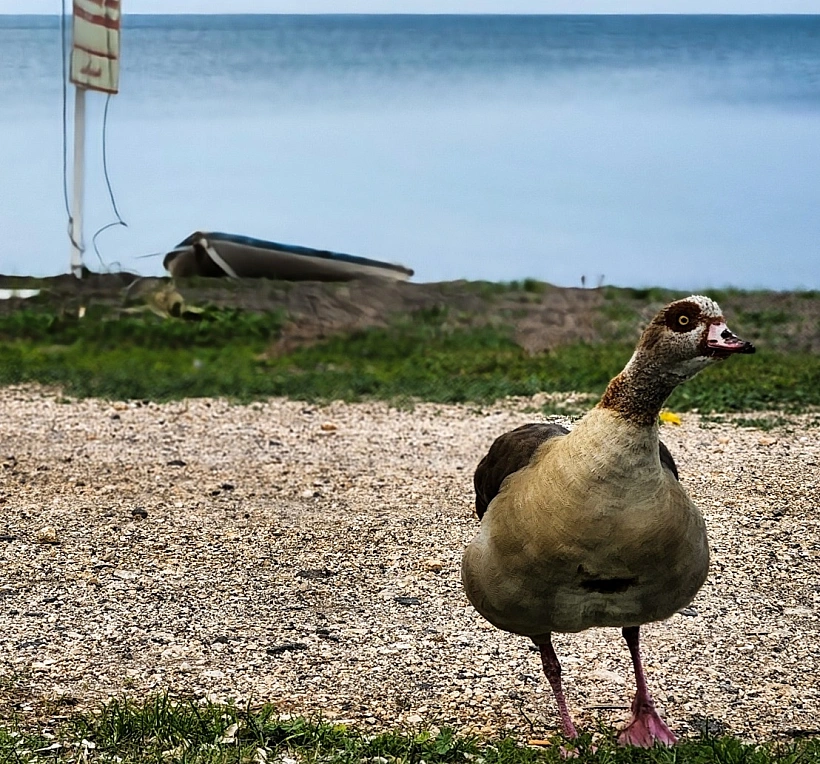 ברווזון שהגיע לביקור