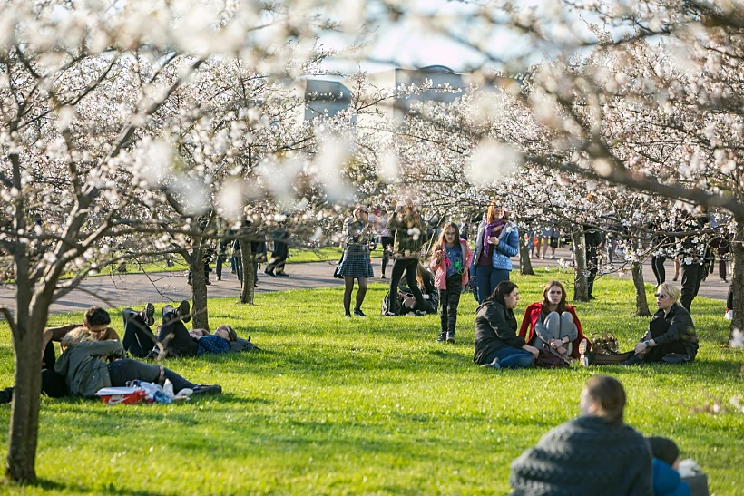 פריחת הדובדבן בוילנה