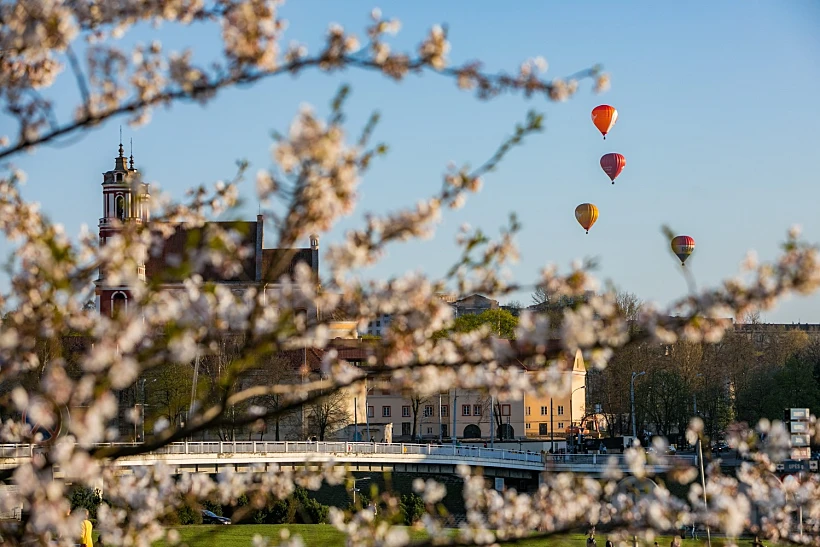 פריחת הדובדבן בוילנה