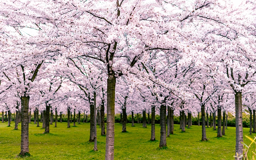 עצי דובדבן ביער אמסטרדם