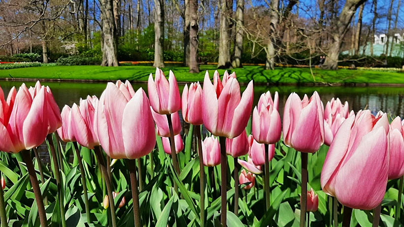 גני קוקנהוף הולנד