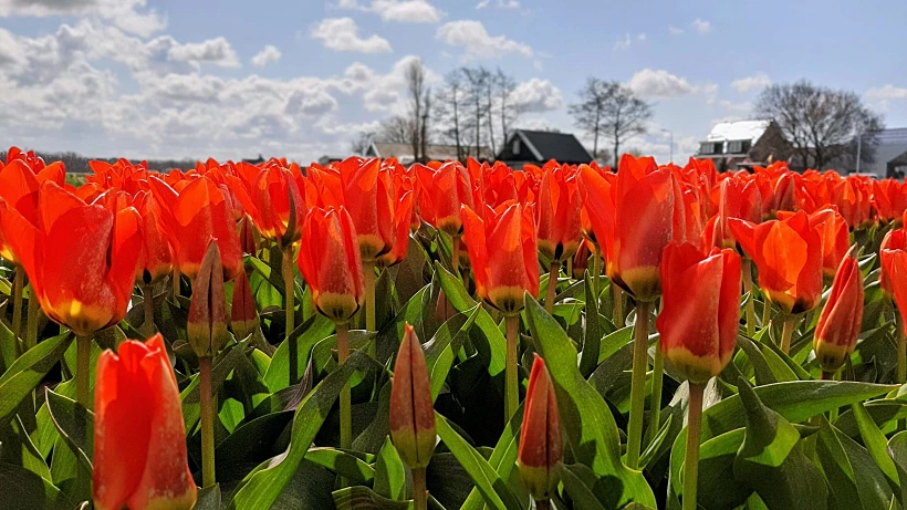 שדה צבעונים