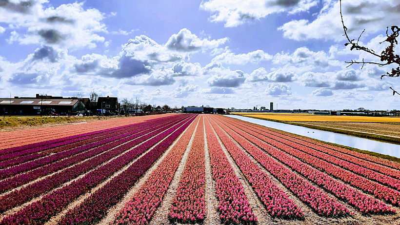שדה צבעונים