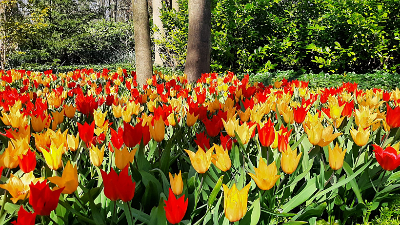 גני קוקנהוף הולנד