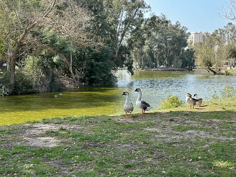 עגלת קפה בראנצ'רי