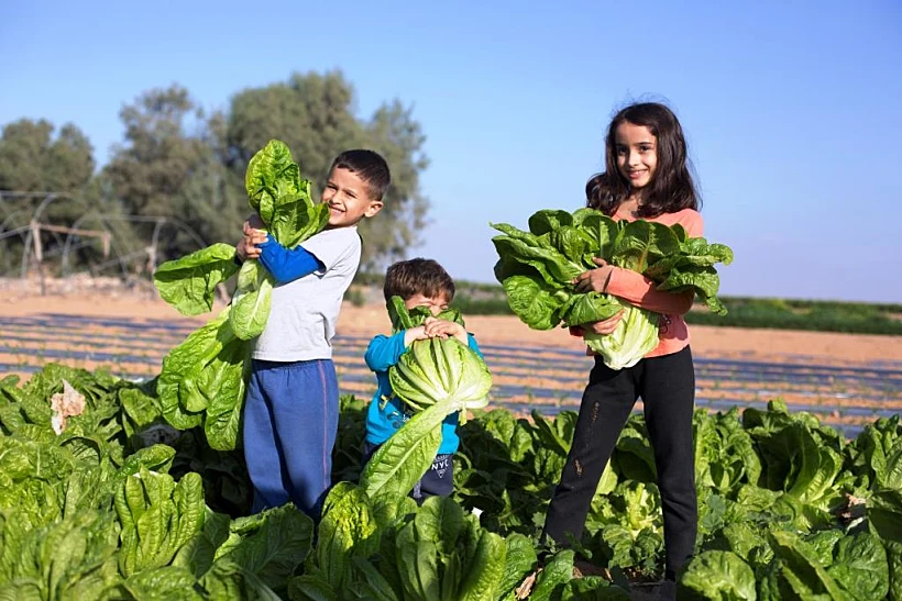 שביל הסלט -קטיף כרפס