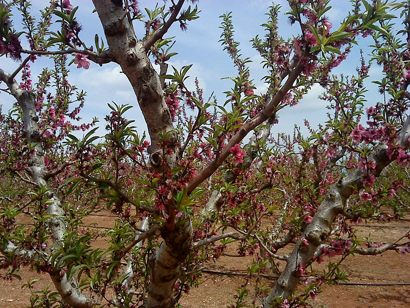 מטעי הנשירים בצפון