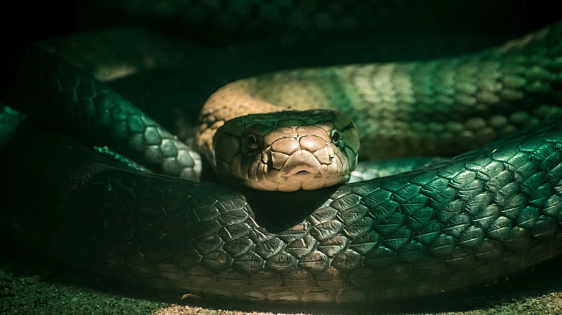 נחש קוברה (אילוסטרציה)