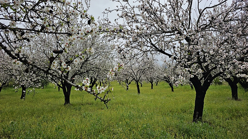 שקדיות בהרי הטרודוס